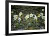 Austria, Thiersee, Snow Roses-Ludwig Mallaun-Framed Photographic Print