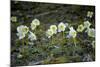 Austria, Thiersee, Snow Roses-Ludwig Mallaun-Mounted Photographic Print