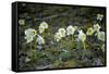Austria, Thiersee, Snow Roses-Ludwig Mallaun-Framed Stretched Canvas