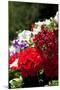 Austria, Tirol, Flowers, Geranium-Samuel Magal-Mounted Photographic Print