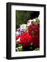 Austria, Tirol, Flowers, Geranium-Samuel Magal-Framed Photographic Print