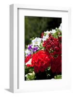 Austria, Tirol, Flowers, Geranium-Samuel Magal-Framed Photographic Print