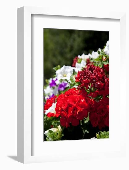 Austria, Tirol, Flowers, Geranium-Samuel Magal-Framed Photographic Print