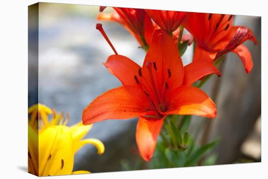 Austria, Tirol, Flowers, Orange Lily-Samuel Magal-Stretched Canvas