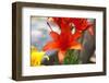 Austria, Tirol, Flowers, Orange Lily-Samuel Magal-Framed Photographic Print