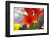 Austria, Tirol, Flowers, Orange Lily-Samuel Magal-Framed Photographic Print