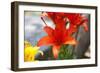 Austria, Tirol, Flowers, Orange Lily-Samuel Magal-Framed Photographic Print