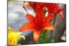 Austria, Tirol, Flowers, Orange Lily-Samuel Magal-Mounted Photographic Print