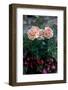 Austria, Tirol, Flowers, Rose-Samuel Magal-Framed Photographic Print