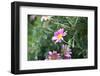 Austria, Tirol, Flowers-Samuel Magal-Framed Photographic Print