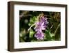 Austria, Tirol, Flowers-Samuel Magal-Framed Photographic Print