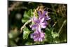 Austria, Tirol, Flowers-Samuel Magal-Mounted Photographic Print