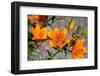 Austria, Tirol, Flowers-Samuel Magal-Framed Photographic Print