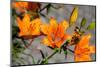 Austria, Tirol, Flowers-Samuel Magal-Mounted Photographic Print