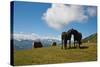 Austria, Tirol, Horses-Samuel Magal-Stretched Canvas