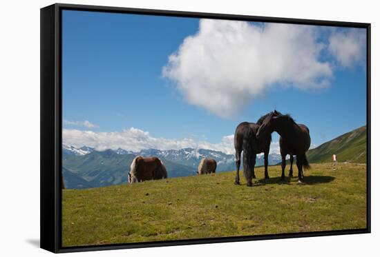 Austria, Tirol, Horses-Samuel Magal-Framed Stretched Canvas