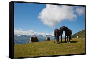 Austria, Tirol, Horses-Samuel Magal-Framed Stretched Canvas