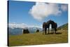 Austria, Tirol, Horses-Samuel Magal-Stretched Canvas