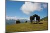 Austria, Tirol, Horses-Samuel Magal-Mounted Photographic Print