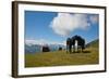 Austria, Tirol, Horses-Samuel Magal-Framed Photographic Print