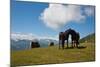 Austria, Tirol, Horses-Samuel Magal-Mounted Photographic Print