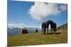 Austria, Tirol, Horses-Samuel Magal-Mounted Photographic Print