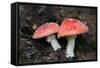 Austria, Tirol, Mushrooms (Amanita muscaria)-Samuel Magal-Framed Stretched Canvas