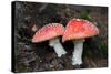 Austria, Tirol, Mushrooms (Amanita muscaria)-Samuel Magal-Stretched Canvas