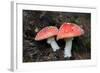 Austria, Tirol, Mushrooms (Amanita muscaria)-Samuel Magal-Framed Photographic Print