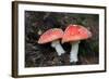 Austria, Tirol, Mushrooms (Amanita muscaria)-Samuel Magal-Framed Photographic Print