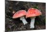 Austria, Tirol, Mushrooms (Amanita muscaria)-Samuel Magal-Mounted Photographic Print