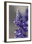 Austria, Tirol, Violet Lupine (Lupinus)-Samuel Magal-Framed Photographic Print