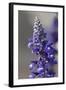 Austria, Tirol, Violet Lupine (Lupinus)-Samuel Magal-Framed Photographic Print