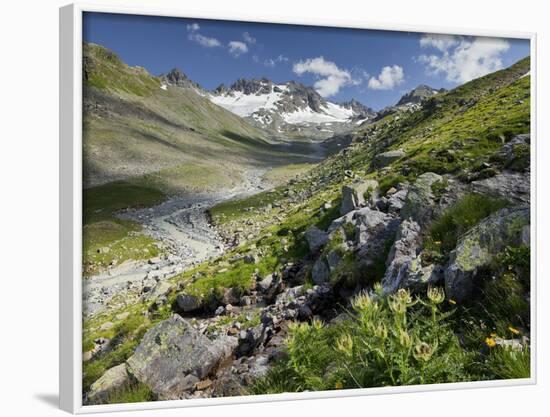 Austria, Tyrol, Bieltal (Valley), Totenfeldkopf (Mountain), Plants, Thistle-Rainer Mirau-Framed Photographic Print