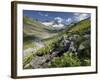 Austria, Tyrol, Bieltal (Valley), Totenfeldkopf (Mountain), Plants, Thistle-Rainer Mirau-Framed Photographic Print