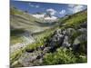 Austria, Tyrol, Bieltal (Valley), Totenfeldkopf (Mountain), Plants, Thistle-Rainer Mirau-Mounted Photographic Print