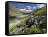 Austria, Tyrol, Bieltal (Valley), Totenfeldkopf (Mountain), Plants, Thistle-Rainer Mirau-Framed Stretched Canvas