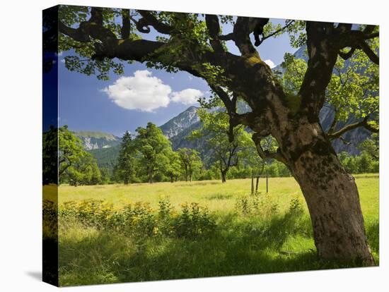 Austria, Tyrol, Karwendel (Mountain Range), Gro§er Ahornboden (Area), Maple Trees-Rainer Mirau-Stretched Canvas