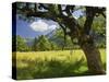 Austria, Tyrol, Karwendel (Mountain Range), Gro§er Ahornboden (Area), Maple Trees-Rainer Mirau-Stretched Canvas