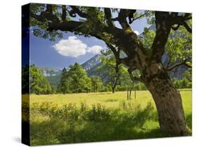 Austria, Tyrol, Karwendel (Mountain Range), Gro§er Ahornboden (Area), Maple Trees-Rainer Mirau-Stretched Canvas