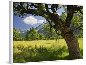 Austria, Tyrol, Karwendel (Mountain Range), Gro§er Ahornboden (Area), Maple Trees-Rainer Mirau-Framed Photographic Print