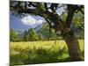 Austria, Tyrol, Karwendel (Mountain Range), Gro§er Ahornboden (Area), Maple Trees-Rainer Mirau-Mounted Photographic Print