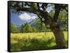 Austria, Tyrol, Karwendel (Mountain Range), Gro§er Ahornboden (Area), Maple Trees-Rainer Mirau-Framed Stretched Canvas