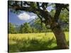 Austria, Tyrol, Karwendel (Mountain Range), Gro§er Ahornboden (Area), Maple Trees-Rainer Mirau-Stretched Canvas
