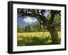 Austria, Tyrol, Karwendel (Mountain Range), Gro§er Ahornboden (Area), Maple Trees-Rainer Mirau-Framed Photographic Print