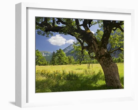 Austria, Tyrol, Karwendel (Mountain Range), Gro§er Ahornboden (Area), Maple Trees-Rainer Mirau-Framed Photographic Print