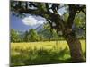 Austria, Tyrol, Karwendel (Mountain Range), Gro§er Ahornboden (Area), Maple Trees-Rainer Mirau-Mounted Photographic Print