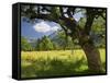 Austria, Tyrol, Karwendel (Mountain Range), Gro§er Ahornboden (Area), Maple Trees-Rainer Mirau-Framed Stretched Canvas