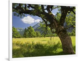 Austria, Tyrol, Karwendel (Mountain Range), Gro§er Ahornboden (Area), Maple Trees-Rainer Mirau-Framed Photographic Print