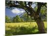 Austria, Tyrol, Karwendel (Mountain Range), Gro§er Ahornboden (Area), Maple Trees-Rainer Mirau-Mounted Photographic Print